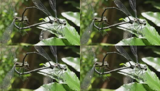 蜻蜓/豆娘交配昆虫宏镜头高清在线视频素材下载