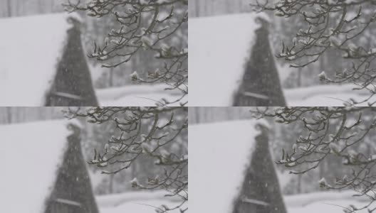冬天的树，下雪，在富山，日本高清在线视频素材下载