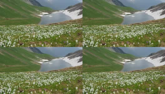 高山草地上的一套奇妙的番红花。番红花绽放。山的花。布兰奇诺自然湖。Orobie阿尔卑斯山脉。意大利高清在线视频素材下载