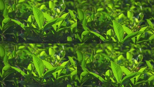 绿茶鲜叶高清在线视频素材下载