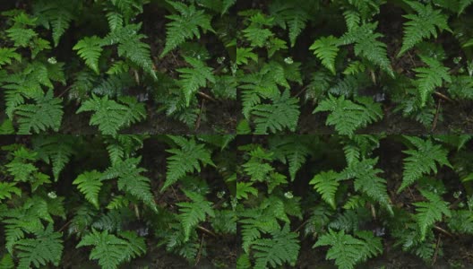 热带雨林中下雨的蕨类叶子。高清在线视频素材下载