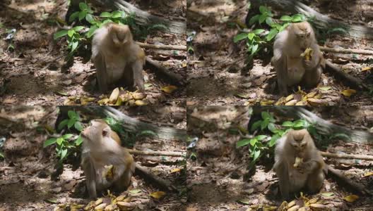 猴子生活在泰国普吉岛的一片天然森林里。高清在线视频素材下载