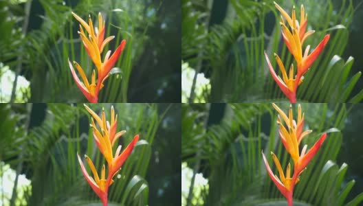 热带花园的花朵，橙色的天堂鸟高清在线视频素材下载