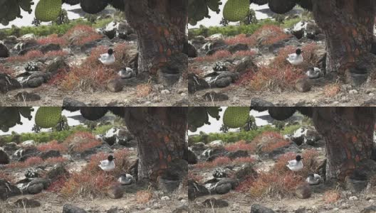 一对熔岩海鸥在岛南广场的一棵大仙人掌下筑巢高清在线视频素材下载