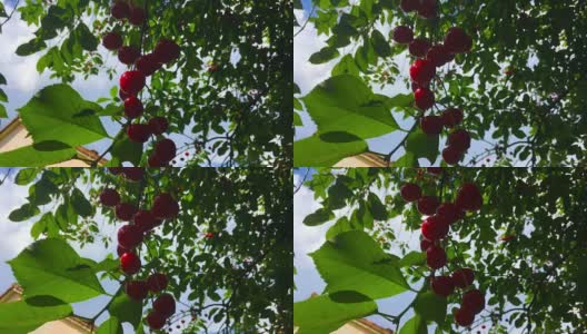 甜美的红樱桃高清在线视频素材下载