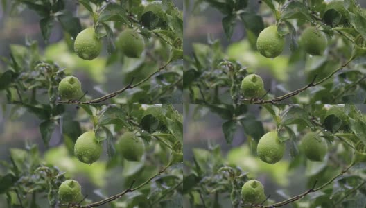 在土耳其的花园里，大雨滴落在绿叶和柠檬水果上高清在线视频素材下载