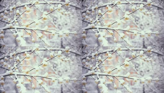 春天的冬日。雪落在樱花上高清在线视频素材下载