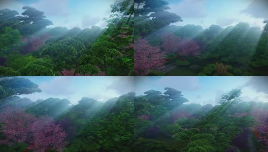 日本花园，雾蒙蒙的早晨，阳光照耀树间，鸟瞰图高清在线视频素材下载