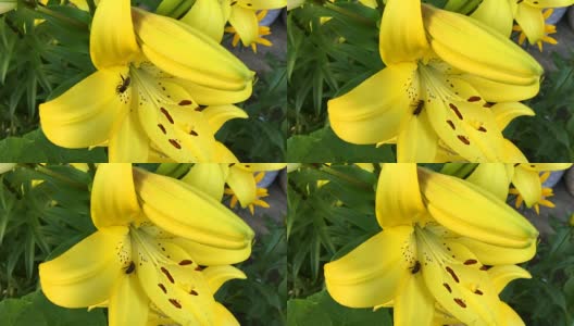 一只蜜蜂在黄色的百合花上采集花蜜高清在线视频素材下载