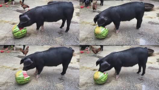 大黑猪正在狼吞虎咽地吃西瓜高清在线视频素材下载