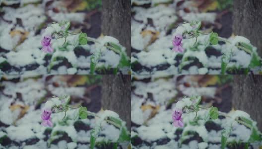 鲜花在强风和大雪中的特写高清在线视频素材下载