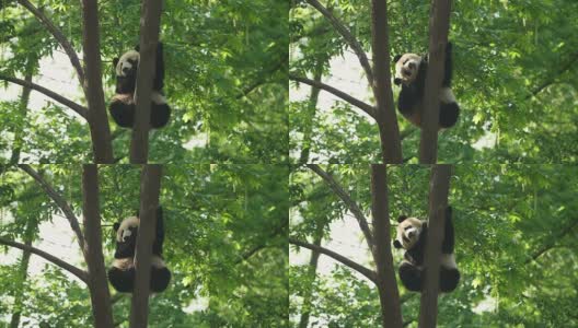 树上可爱的熊猫宝宝高清在线视频素材下载