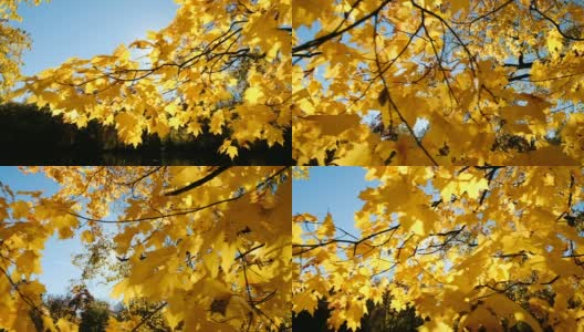 秋天，一棵大理石树枝头上的黄叶，镜头移动缓慢高清在线视频素材下载