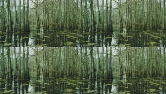 覆盖着西班牙苔藓和Salvinia的柏树漂浮在南路易斯安那州的Atchafalaya河流域沼泽在阴天下高清在线视频素材下载