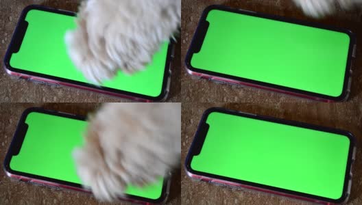 狗狗使用智能手机高清在线视频素材下载