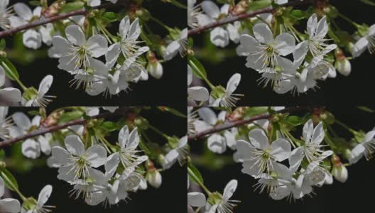 靠近白色的樱花梅花高清在线视频素材下载