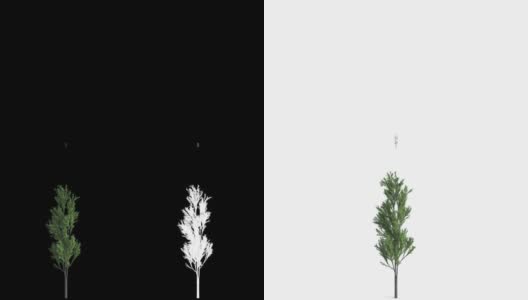大树的生长。在超高清4k，白色背景孤立。出色的孤立在黑白背景和蒙版高清在线视频素材下载