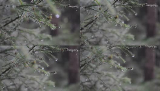 近距离的冷杉树与雨滴在森林。视频软聚焦针叶树高清在线视频素材下载