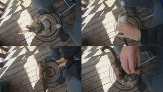 美丽的毛绒绒的可爱的猫吃面包的手高清在线视频素材下载