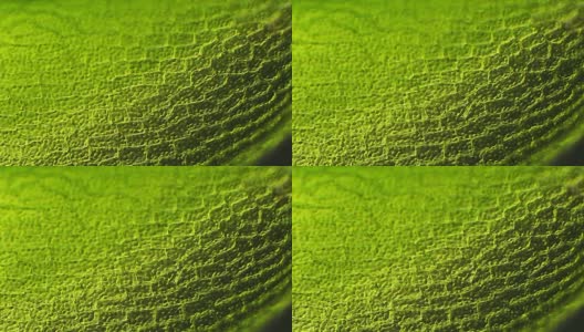 苔藓叶，显微镜放大高清在线视频素材下载