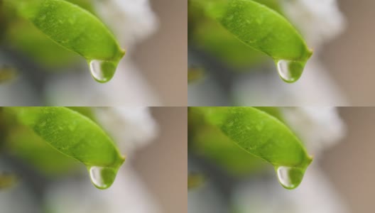 水珠上的梨花在大自然的雨后随雨点落下高清在线视频素材下载