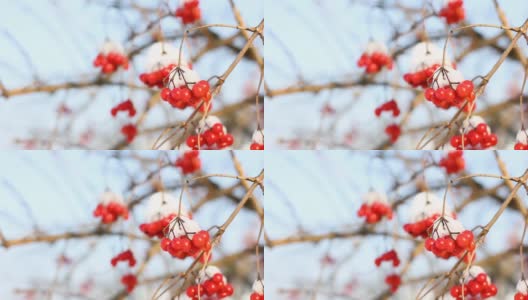 冬天雪下冻荚。雪中的荚蒾。第一场雪。美丽的冬天高清在线视频素材下载