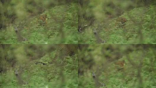 在印度斋浦尔拉贾斯坦邦的jhalana森林或豹保护区野生雄性豹或豹子的完整镜头高清在线视频素材下载