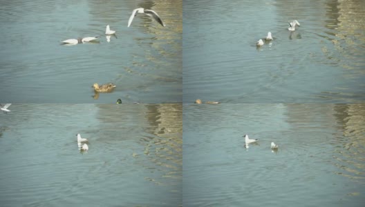 野生水鸟红头鸥在池塘里表演求偶舞蹈高清在线视频素材下载