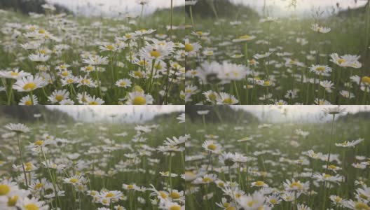 镜头穿过一片长满在风中摇曳的白色雏菊的草地。长满鲜花的高山草地。散步、休息、娱乐。夏天花的背景高清在线视频素材下载