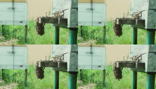 蜂房和蜜蜂高清在线视频素材下载