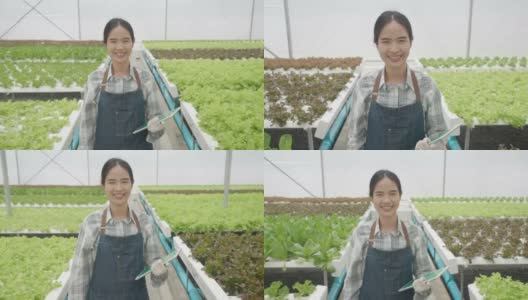 在温室里种植绿色沙拉和蔬菜。园丁们精心照料有机蔬菜。一位亚洲女园丁走在菜地里。高清在线视频素材下载