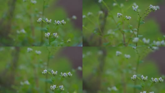 印度古吉拉特邦的萨普特拉，雨中野花的特写镜头高清在线视频素材下载