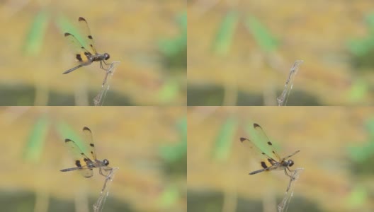 夏天栖息在树枝上的普通画翼蜻蜓。高清在线视频素材下载