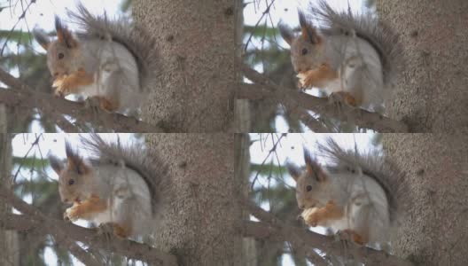 松鼠冬天觅食高清在线视频素材下载