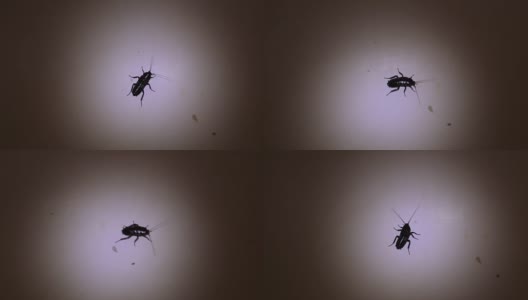 光明中的蟑螂高清在线视频素材下载