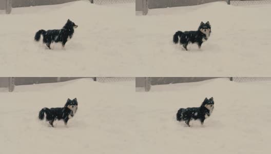 一只流浪的黑狗在冬天独自在街上寻找食物高清在线视频素材下载