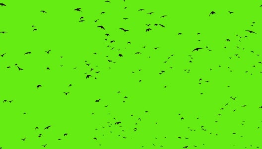 乌鸦绒绿屏风高清在线视频素材下载