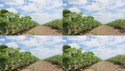 绿色大豆植株近距离大豆植株高清在线视频素材下载