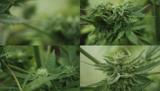 大麻(大麻)花蕾-大麻盛开的花在HD高清在线视频素材下载