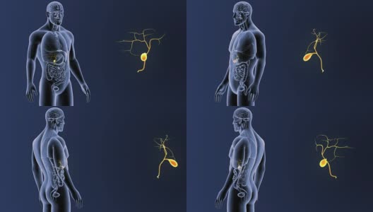 胆囊与器官一起放大高清在线视频素材下载