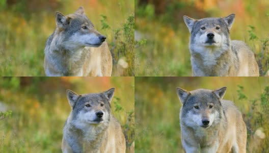 灰狼的特写镜头嗅出了森林里的竞争对手和危险高清在线视频素材下载