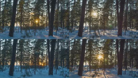 冬日森林里的日落。高清在线视频素材下载