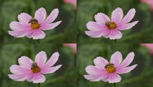 花园中的蜜蜂(Cosmos Bipinnatus)高清在线视频素材下载
