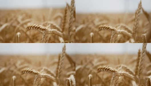 夏天田里的干黄小麦准备割草高清在线视频素材下载