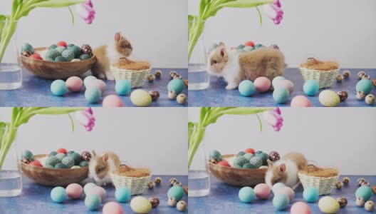 可爱的复活节兔子和五颜六色的鸡蛋和郁金香在桌子上。复活节装饰。高清在线视频素材下载