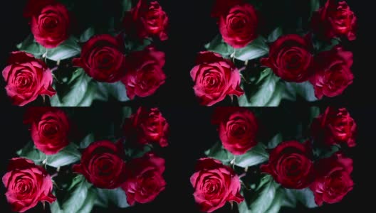 特写五朵鲜红玫瑰高清在线视频素材下载