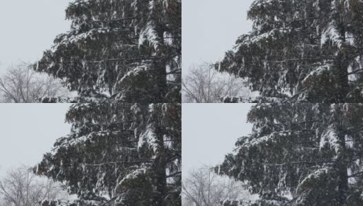 冬天的自然-松枝与雪在强风中摇曳。暴风雪里的大树。针叶和棕色球果。新年或圣诞节背景。高清在线视频素材下载