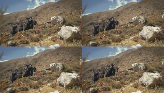 4K两只黑色的尼泊尔牦牛站在大山的背景下一动不动高清在线视频素材下载