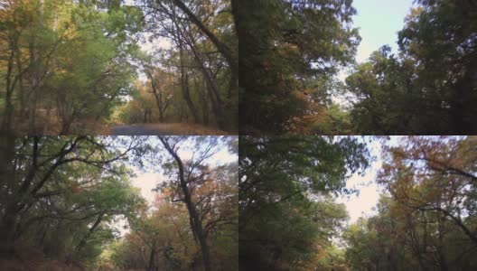 秋天在森林里开车旅行高清在线视频素材下载