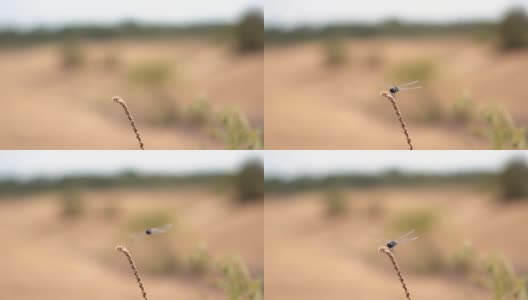 一只蜻蜓在树枝上方盘旋，然后坐在树枝上的慢动作镜头高清在线视频素材下载